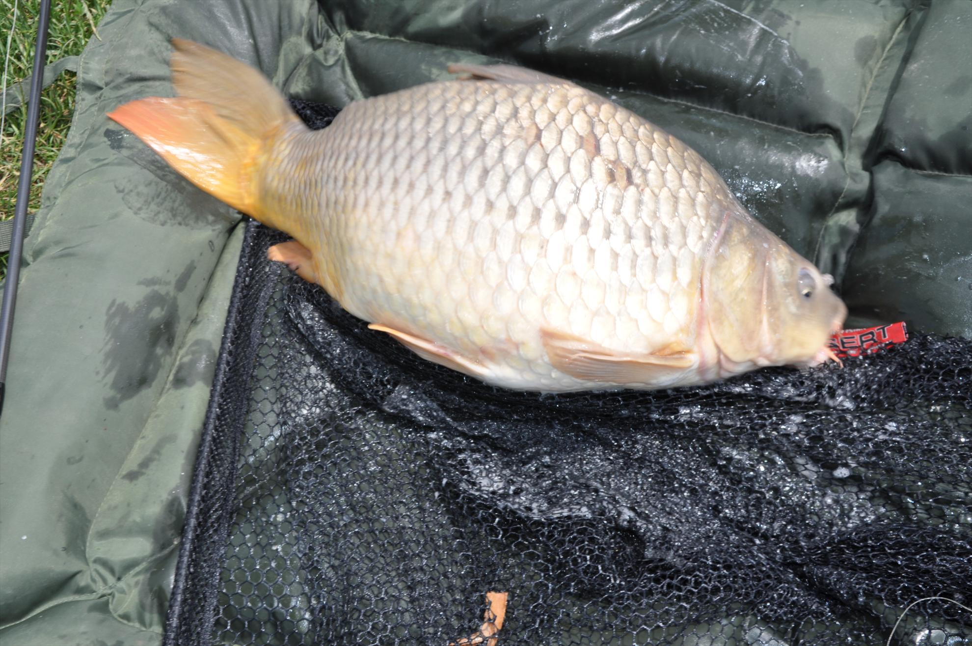 MV 2 - 09/06/2013 - dsc0015.JPG